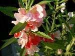IMPATIENS BALSAMINA (BALSAMINACEAE)
Kına çiçeği-Camgüzeli