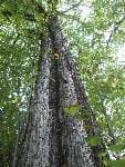 CERCIDIPHYLLUM JAPONICUM (CERCIDIPHYLLACEAE)
Katsura Ağacı