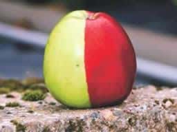 Hem kırmızı hem yeşil elma