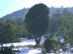 Pinus Nigra Şeneriana