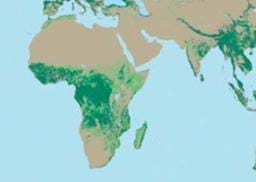 Afrika ormanları yok oluyor !