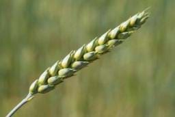 Çatalhöyük te dünyanın en eski ekmeklik buğdayı bulundu!