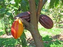 Kakao ağacının gen haritası çıkarılacak !