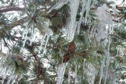 Ağaçlar buz tuttu 